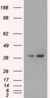 MAPK1 Antibody