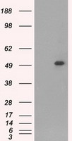 CD4 Antibody