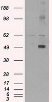 CD4 Antibody