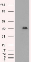 CD4 Antibody