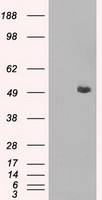 CD4 Antibody