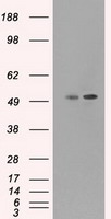 CD4 Antibody