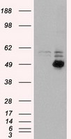 CD4 Antibody