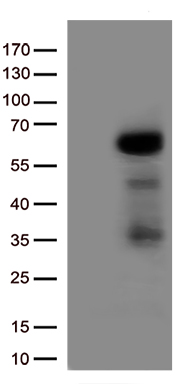 IRF3 Antibody
