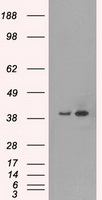 ERK2 Antibody