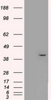 ERK2 Antibody