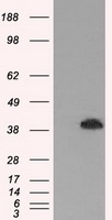 ERK2 Antibody