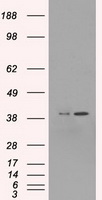 MAPK1 Antibody