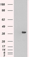 MAPK1 Antibody