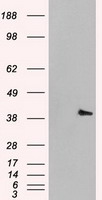 MAPK1 Antibody
