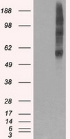 VMAT2 Antibody