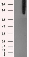 BRAF Antibody