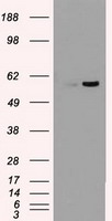 MADM Antibody