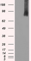 BRAF Antibody