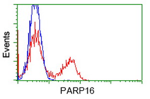 PARP16 Antibody