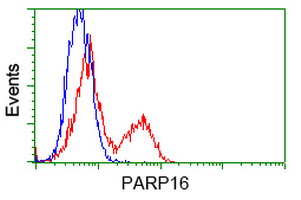 PARP16 Antibody