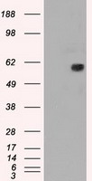 MADM Antibody