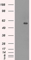 CNDP1 Antibody
