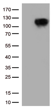 B Raf Antibody