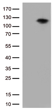 BRAF Antibody