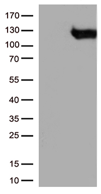 B Raf Antibody