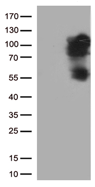 B Raf Antibody
