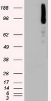 BRAF Antibody