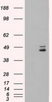 MEK4 Antibody