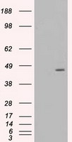 MAP2K4 Antibody
