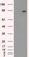TYRO3 Antibody