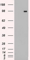 TYRO3 Antibody