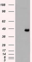 MAP2K4 Antibody