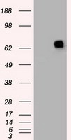 Melanoma gp100 Antibody
