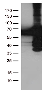 PLK1 Antibody