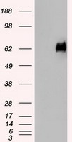 Melanoma gp100 Antibody