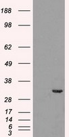 CDK5 Antibody