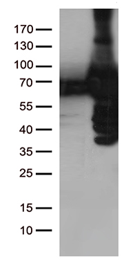 PLK1 Antibody