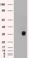 CD2 Antibody