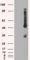 OXSR1 Antibody