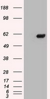 Chk2 Antibody