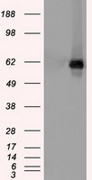 Chk2 Antibody