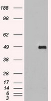 SIGLEC9 Antibody