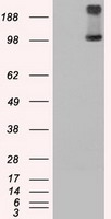 TRPM4 Antibody