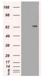 CD19 Antibody