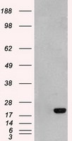 Adenylate Kinase 1 Antibody