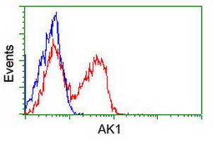 Adenylate Kinase 1 Antibody