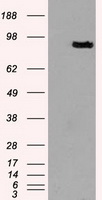 PROM2 Antibody