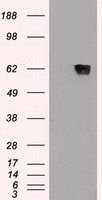 GAD1 Antibody