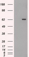 GAD1 Antibody