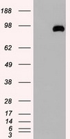 USP13 Antibody